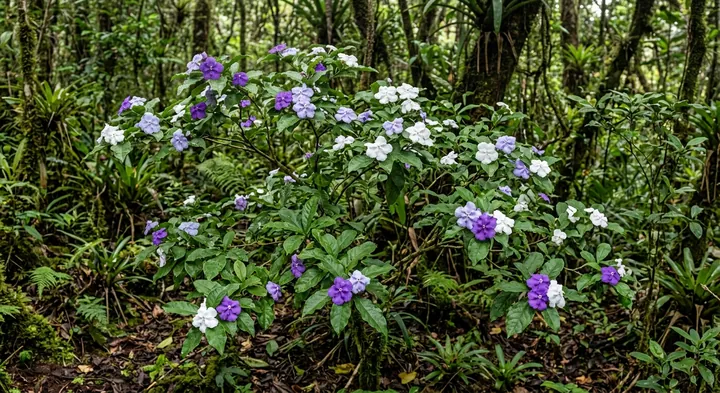 Yesterday (Brunfelsia acunae)
