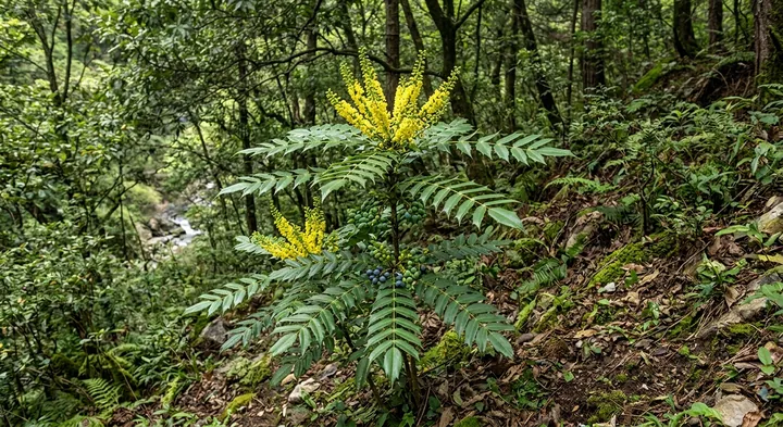 Leatherleaf Mahonia (Mahonia bealei)
