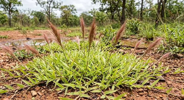 Eulalia amaura (Eulalia amaura)
