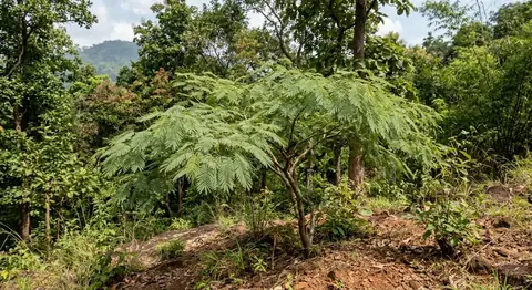 Acacia pseudowightii (Acacia pseudowightii)