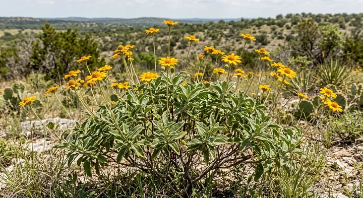 Hairy wedelia (Wedelia acapulcensis var. hispida)