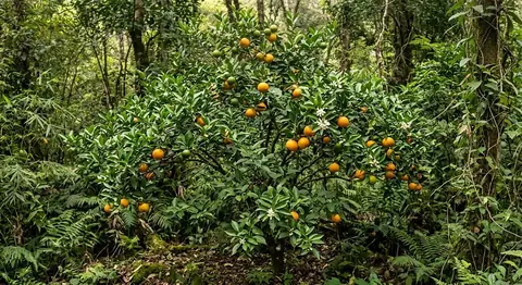 Citrus sinensis (Citrus sinensis)