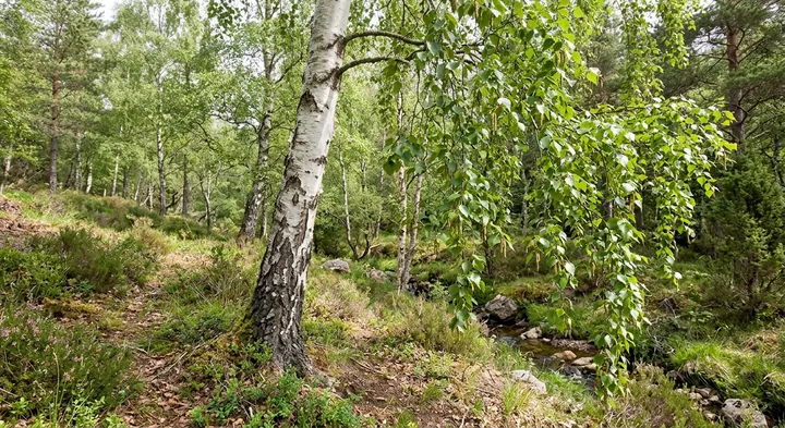 Silver Birch (Betula pendula)