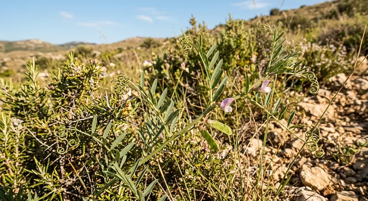 Broadpod vetch (Vicia platycarpos)