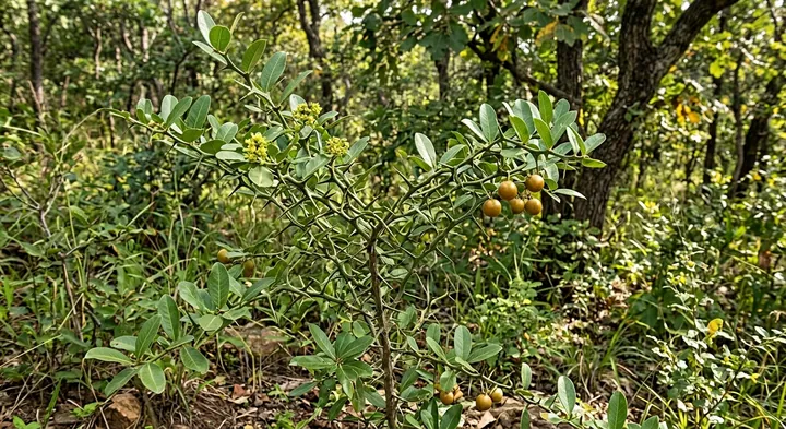 Wild medlar (Vangueriella spinosa)