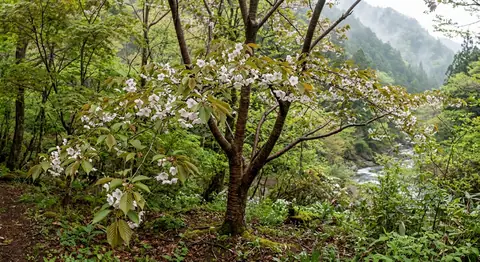 Sakura ozdobná (Prunus serrulata)