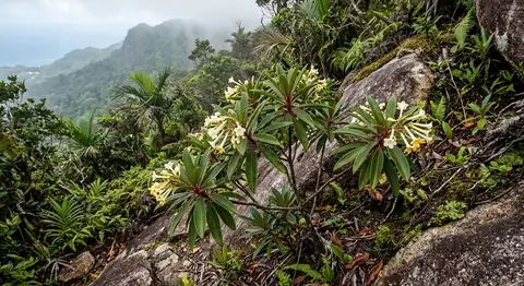 Glionnetia (Glionnetia)