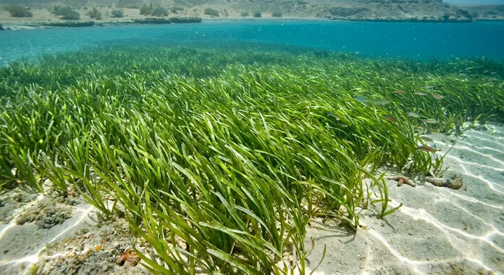 Mediterranean Eelgrass (Zostera stipulacea)