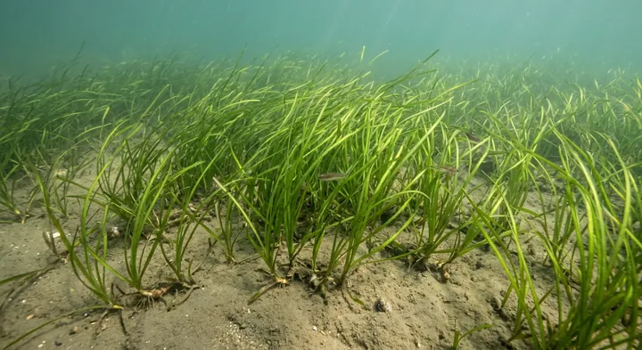 Narrowleaf Eelgrass (Zostera angustifolia)