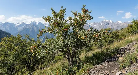 Malus domestica (Malus domestica)