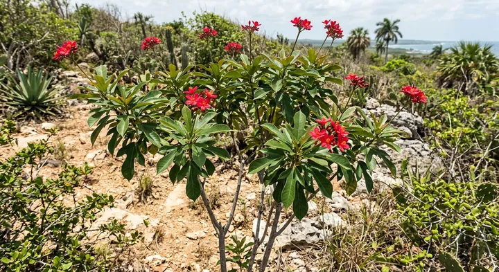 Peregrina (Jatropha integerrima)