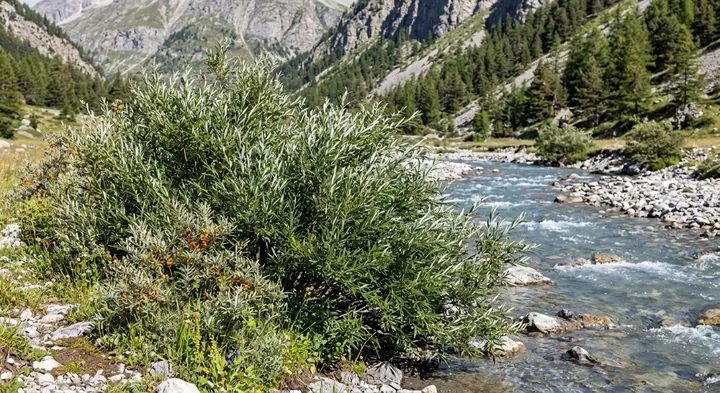 Rosemary Willow (Salix eleagnos)