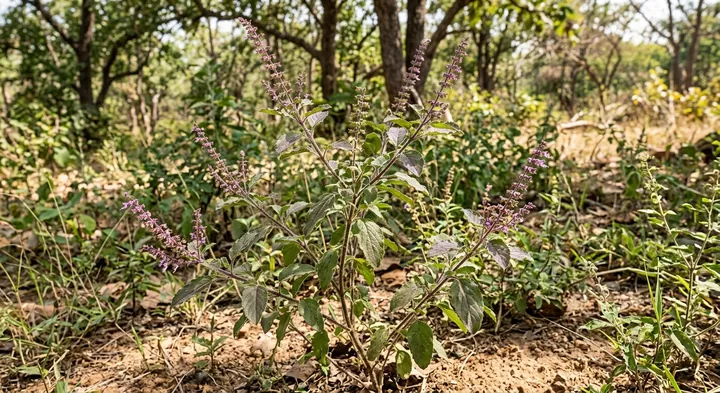 Holy Basil (Ocimum tenuiflorum)