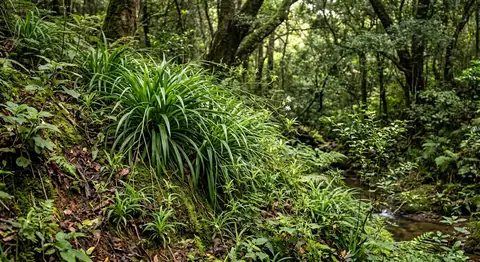 Spider Plant (Chlorophytum comosum)