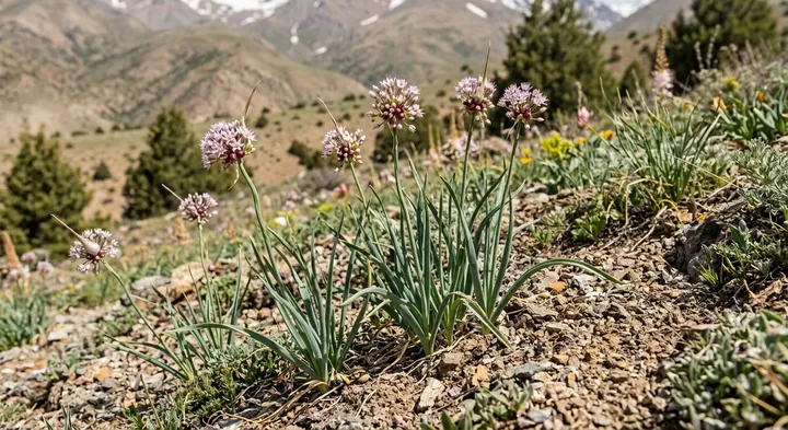 Persian Shallot (Allium longicuspis)