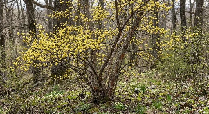 Cornelian Cherry (Cornus mas)