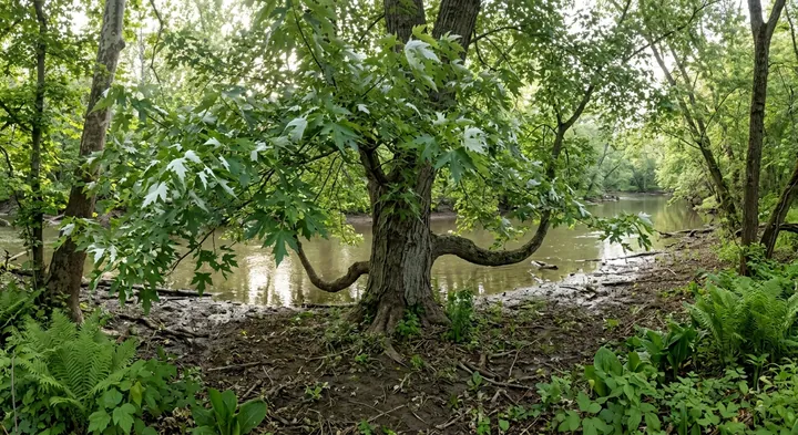 Silver Maple Tree (Acer saccharinum)