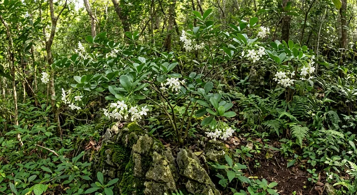 Wrightia parviflora (Wrightia parviflora)