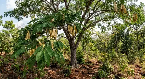 Acacia macrophylla (Acacia macrophylla)