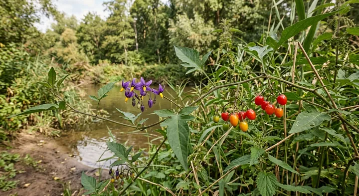 Bittersweet Nightshade (Solanum dulcamara)