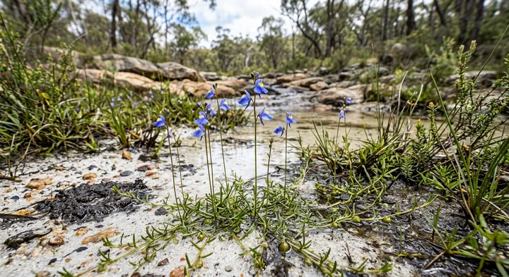 Blue Bladderwort (Utricularia cyanea)