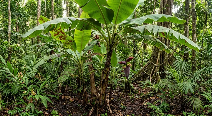 Banana (Musa acuminata)