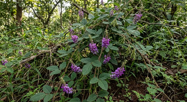 Soja wightii (Soja wightii)