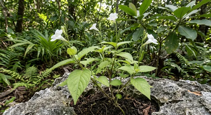 Asystasia alba (Asystasia alba)