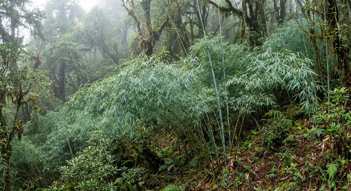 Elegant Bamboo (Yushania elegans)