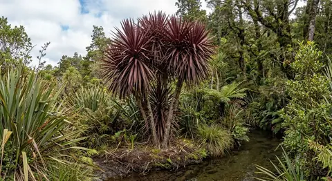 Cordyline australis 'Red Star' (Cordyline australis 'Red Star')
