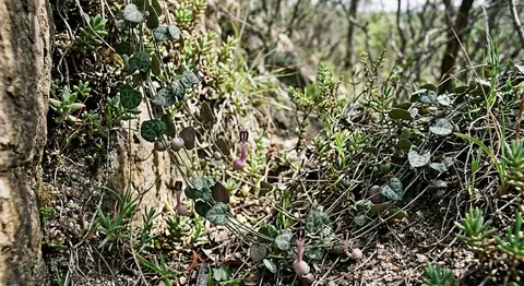 Ceropegia woodii (Ceropegia woodii)