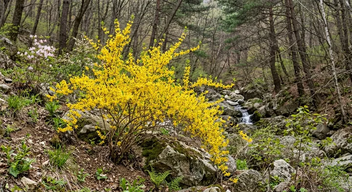 Border Forsythia (Forsythia ×intermedia)