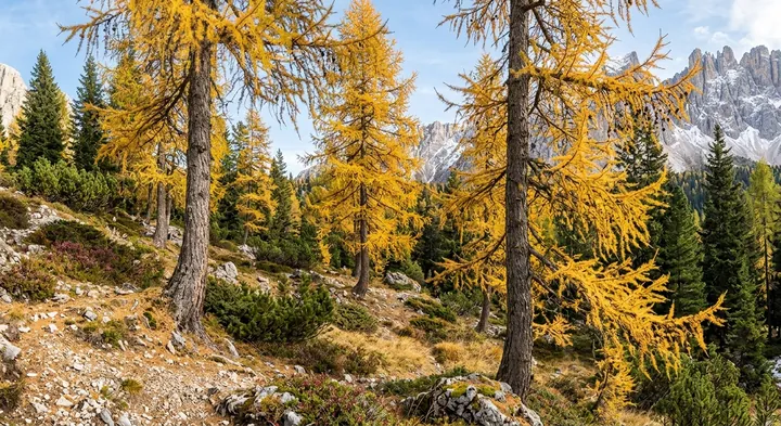 European Larch (Larix decidua)