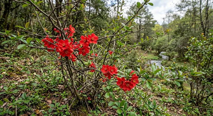 Flowering Quince (Chaenomeles speciosa)