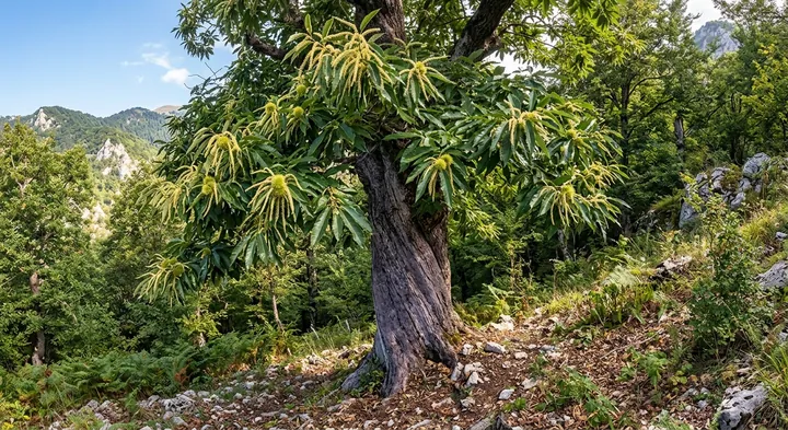 Sweet Chestnut (Castanea sativa)