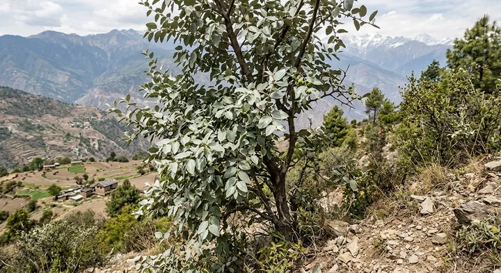 Buddha's date (Ziziphus budhensis)