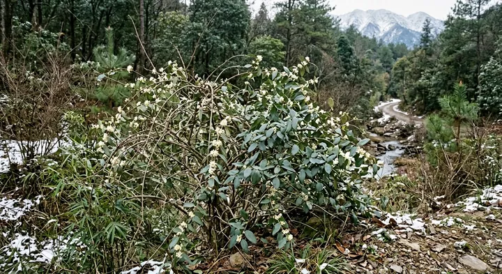 Fragrant Honeysuckle (Lonicera fragrantissima)