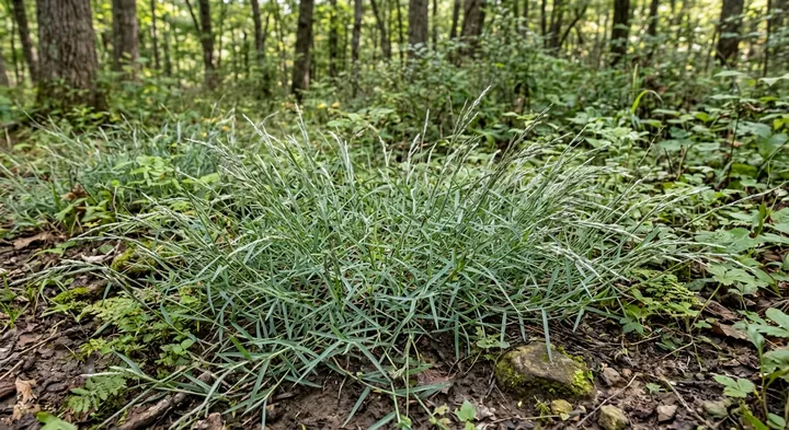 Schreber's Vetch (Vignea schreberi)