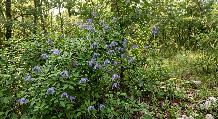Italian Clematis (Clematis viticella)
