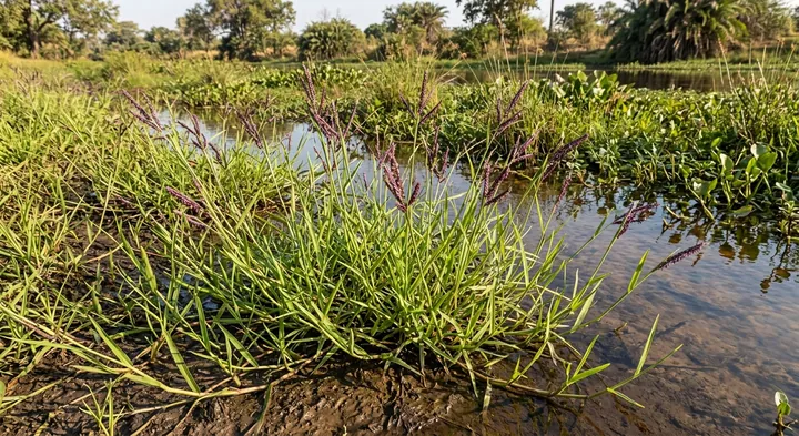 Pangola grass (Urochloa arrecta)