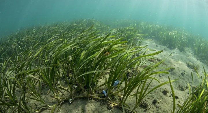 Eelgrass (Zostera marina)