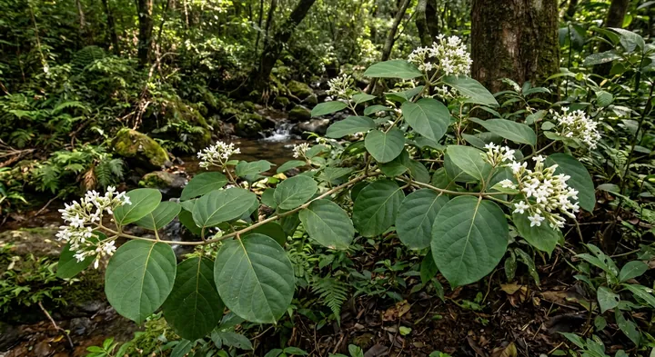 Climbing Stephanotis (Aganosma cymosa var. elegans)
