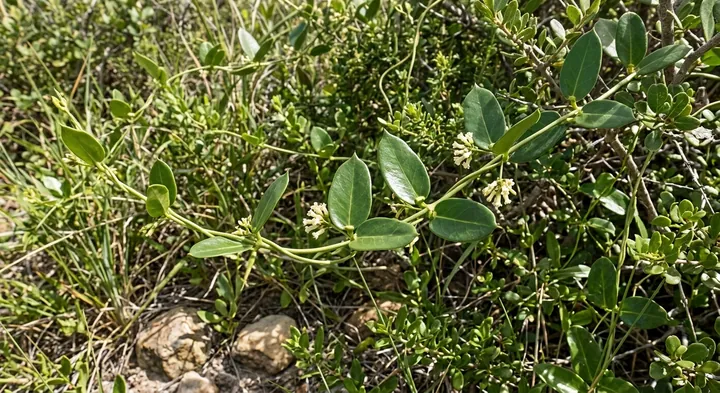Cynanchum ellipticum (Cynanchum ellipticum)