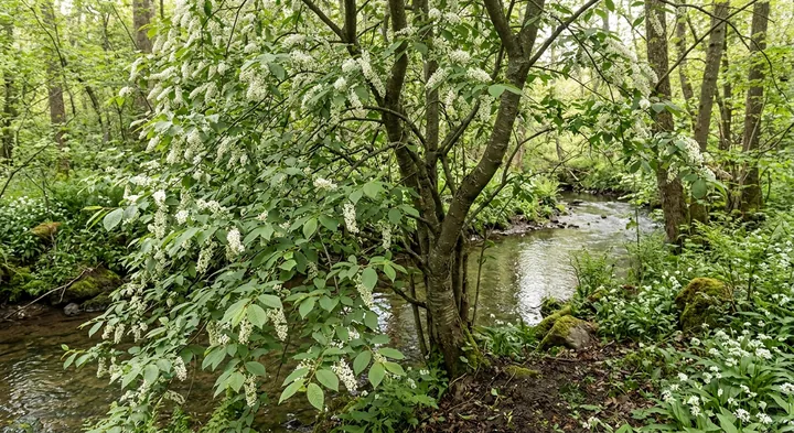 Bird Cherry (Prunus padus)