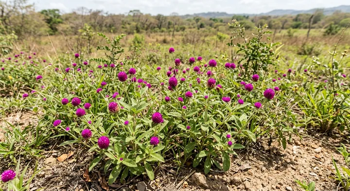 Globe Amaranth (Gomphrena globosa)
