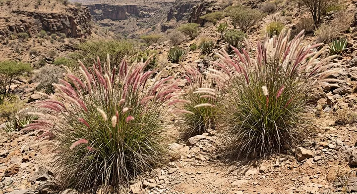 Purple Fountain Grass (Pennisetum setaceum)
