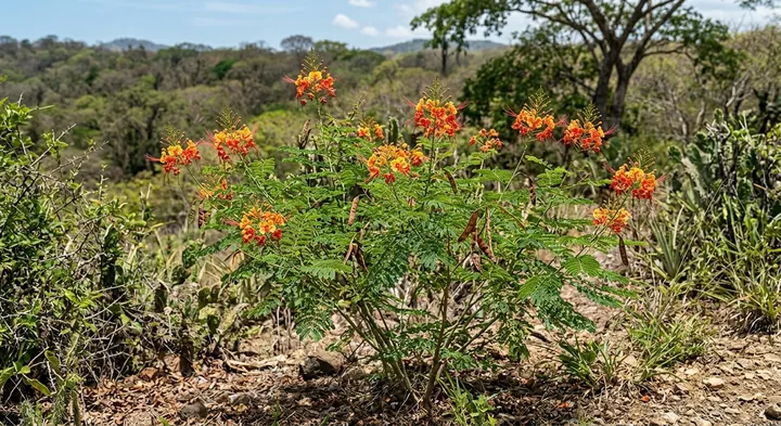 Pride of Barbados (Caesalpinia pulcherrima)
