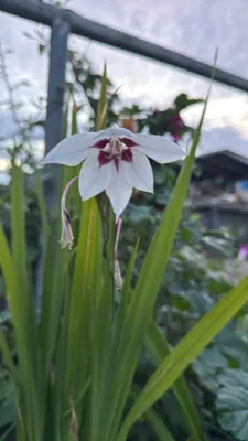 Fragrant Gladiolus (Gladiolus murielae)