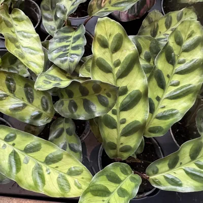 Insignis Calathea (Goeppertia insignis)