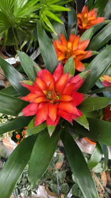 Scarlet Star (Guzmania lingulata)